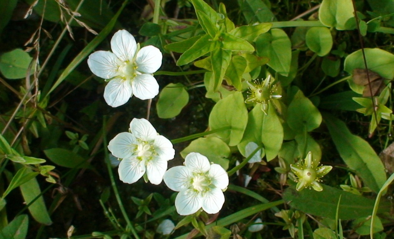 Image of Parnassia palustris specimen.