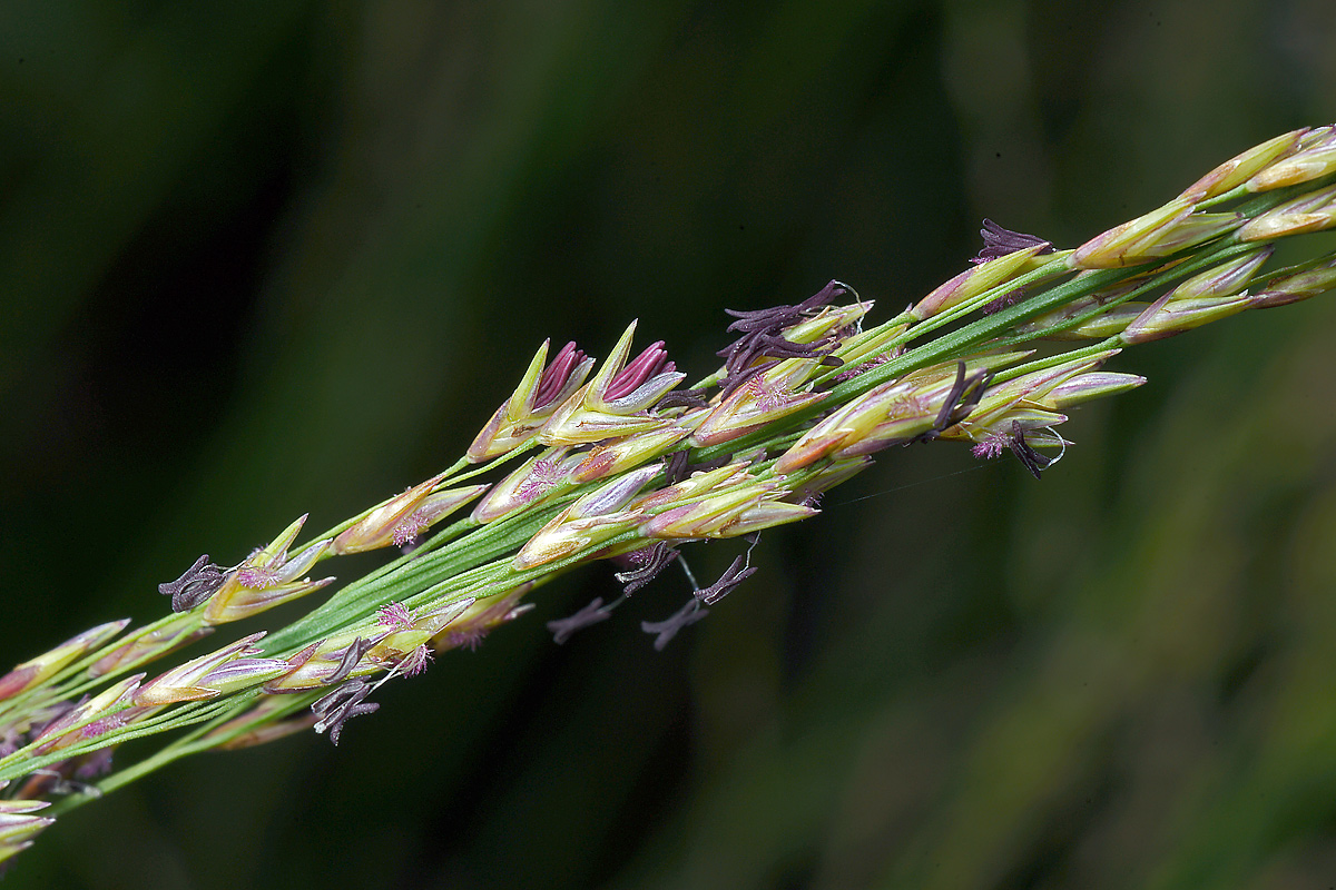 Image of Molinia caerulea specimen.