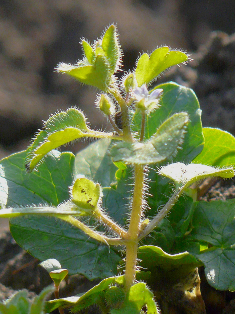 Image of Veronica hederifolia specimen.