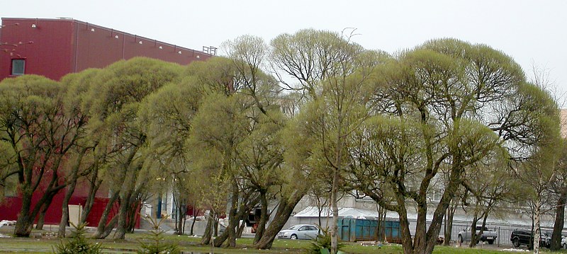 Image of Salix fragilis var. sphaerica specimen.