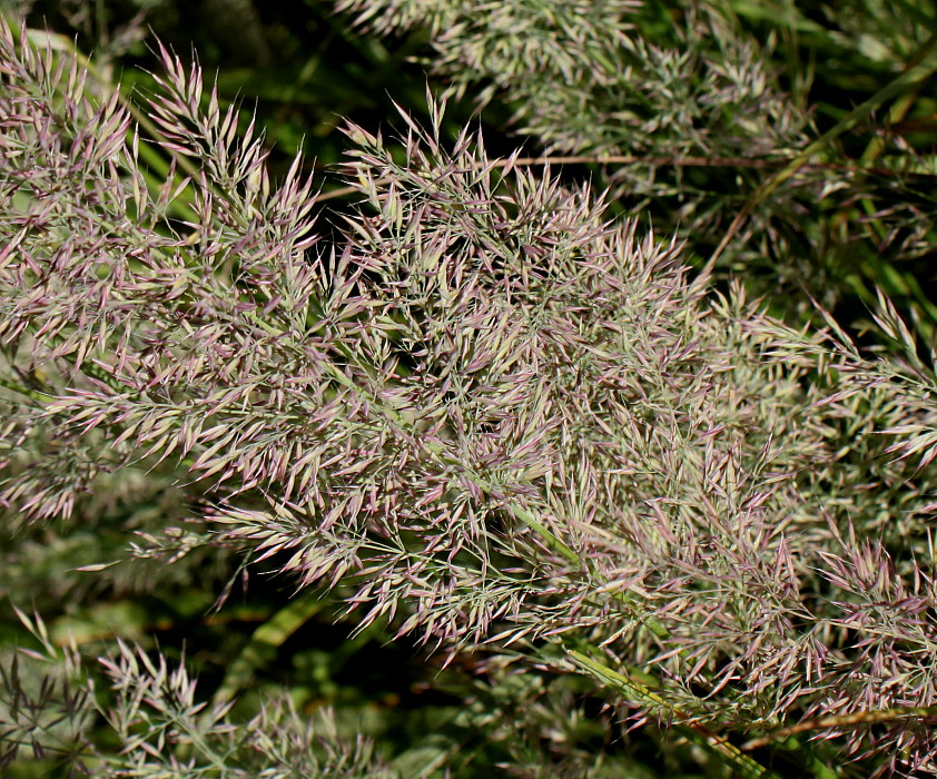 Image of genus Calamagrostis specimen.