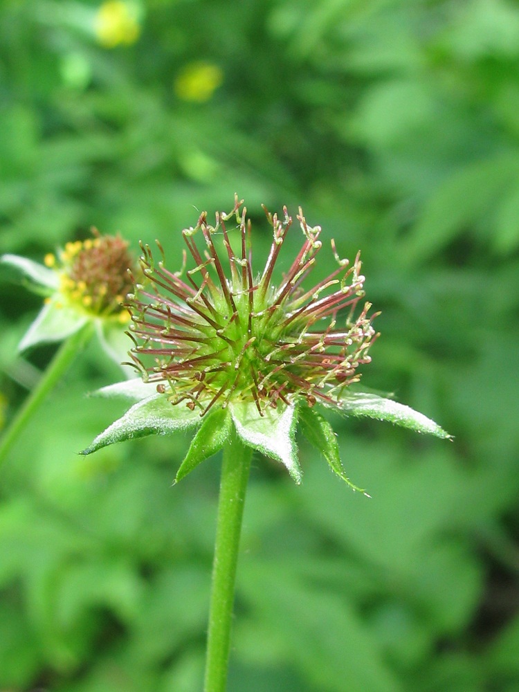 Изображение особи Geum urbanum.