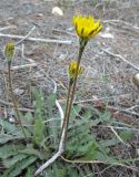 Leontodon tuberosus. Цветущее растение. Израиль, Северный Негев, лес Лаав. 19.01.2013.