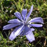 genus Cichorium. Соцветие-корзинка. Португалия, Лиссабон, газон. 15.07.2012.