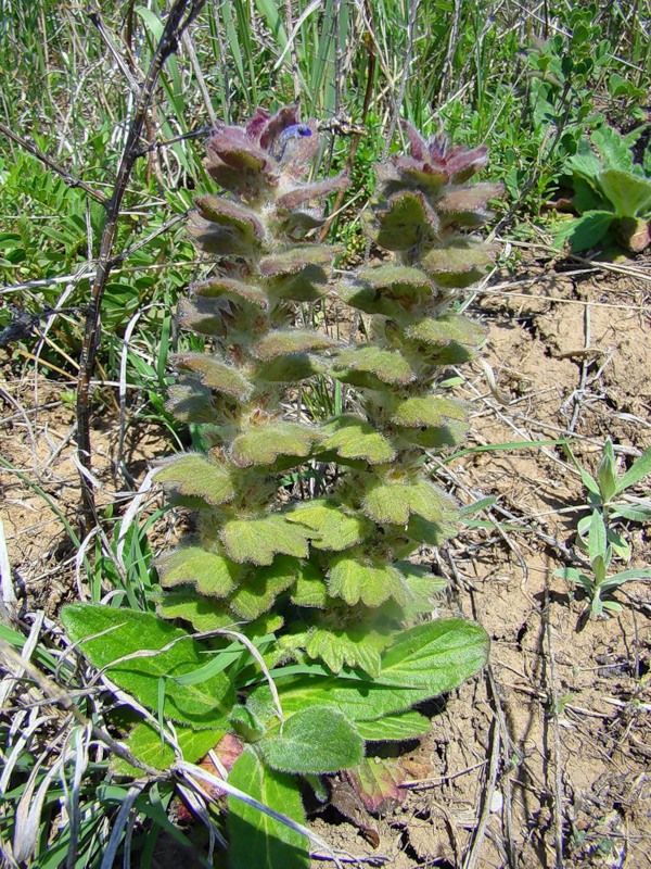 Image of Ajuga orientalis specimen.