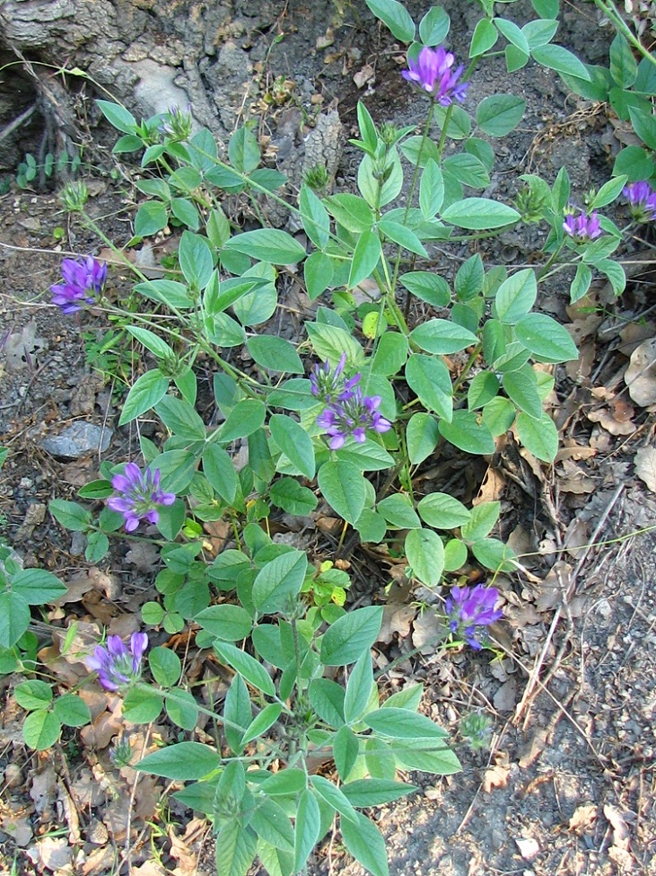 Image of Psoralea bituminosa ssp. pontica specimen.