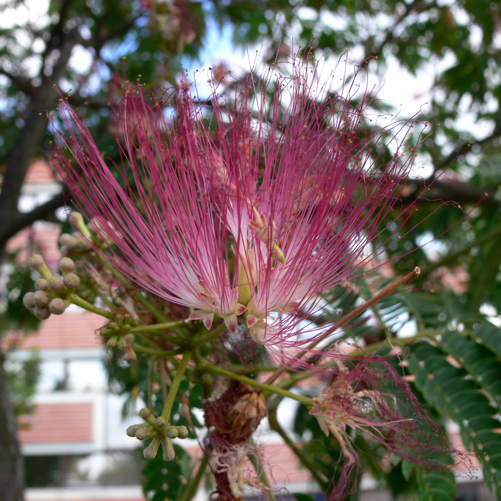 Image of Albizia julibrissin specimen.