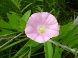 Смотреть изображение Calystegia dahurica