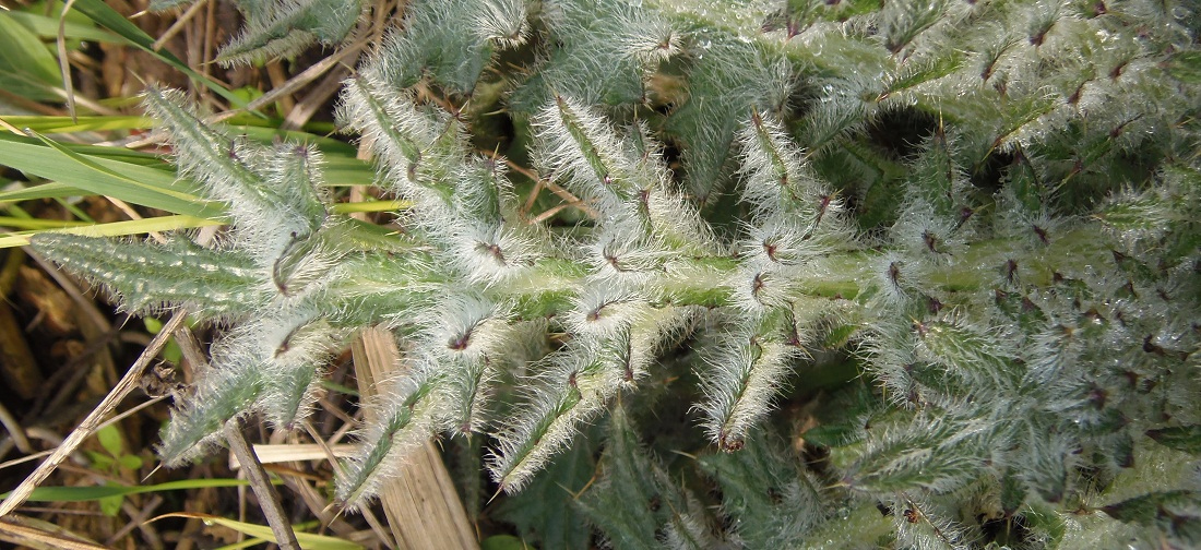 Image of Cirsium vulgare specimen.