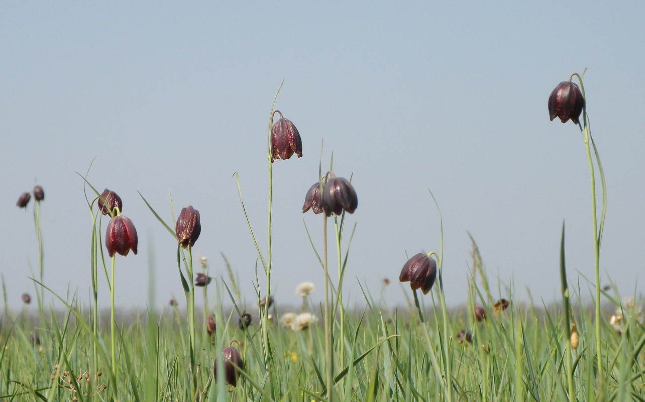 Изображение особи Fritillaria meleagroides.