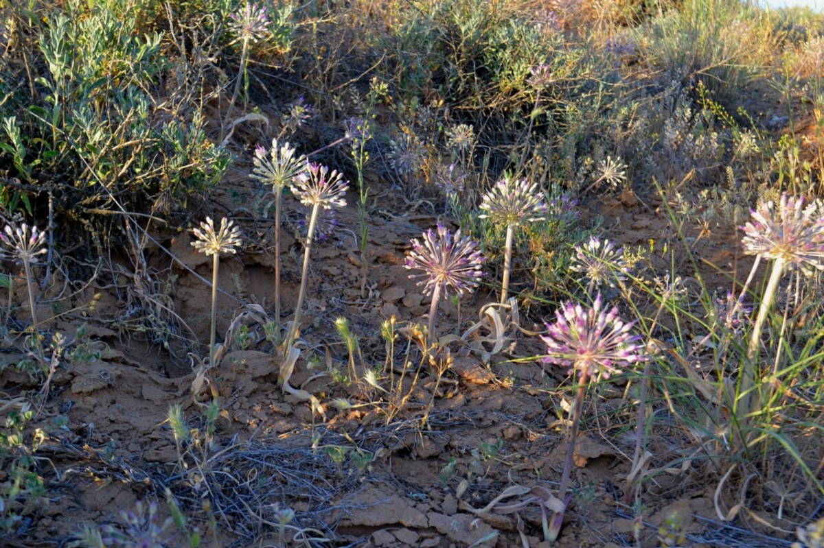 Image of Allium caspium specimen.