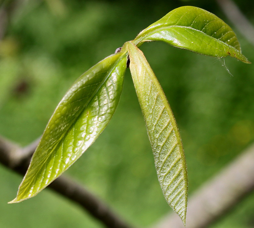 Image of Asimina triloba specimen.