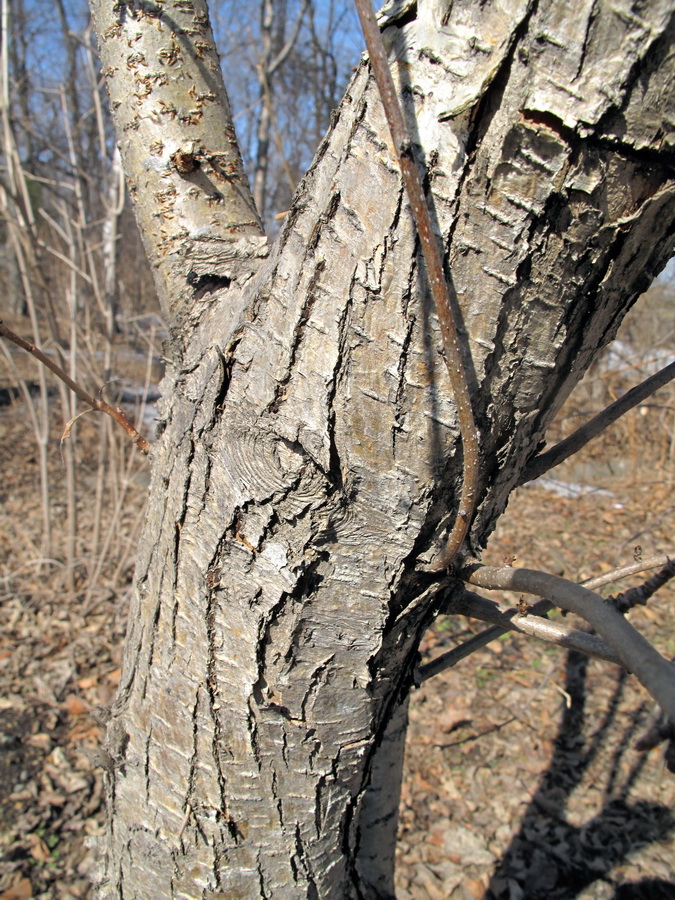 Image of Crataegus sanguinea specimen.