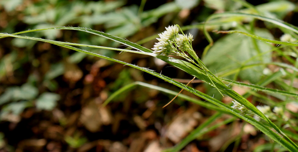 Image of Luzula nivea specimen.