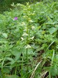 Platanthera chlorantha