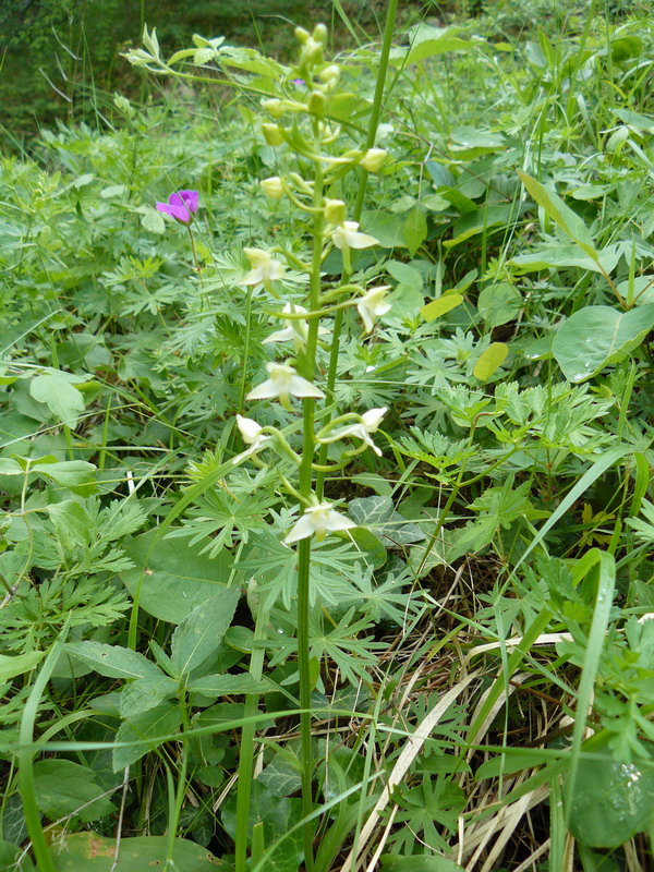 Изображение особи Platanthera chlorantha.