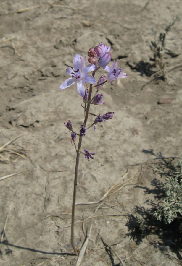 Image of Prospero autumnale specimen.