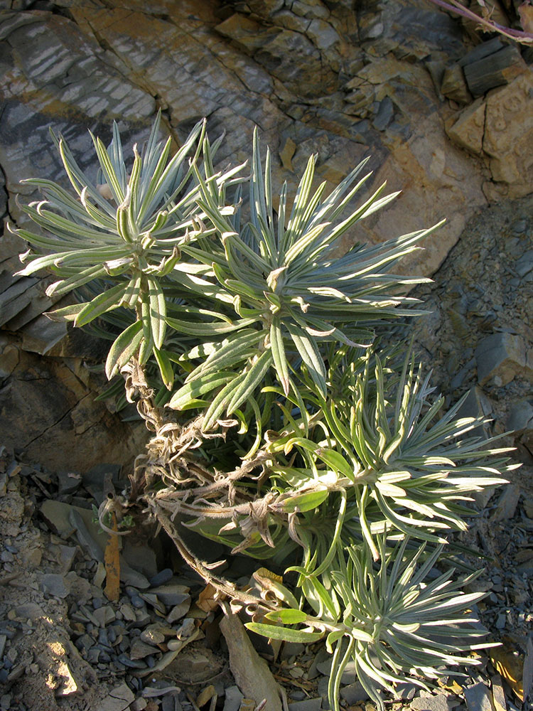 Image of Onosma polyphylla specimen.