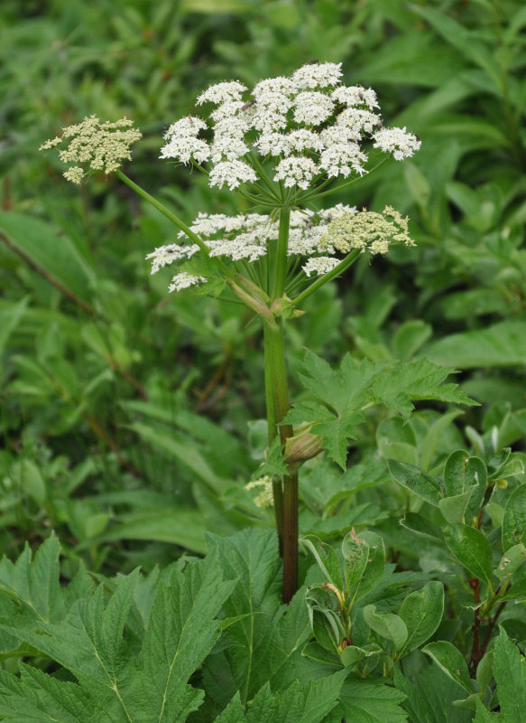 Image of Heracleum lanatum specimen.