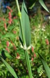 Phalaris canariensis. Часть побега. Архангельская обл., Холмогорский р-н, окр. пос. Усть-Пинега, свалка. 28.08.2013.