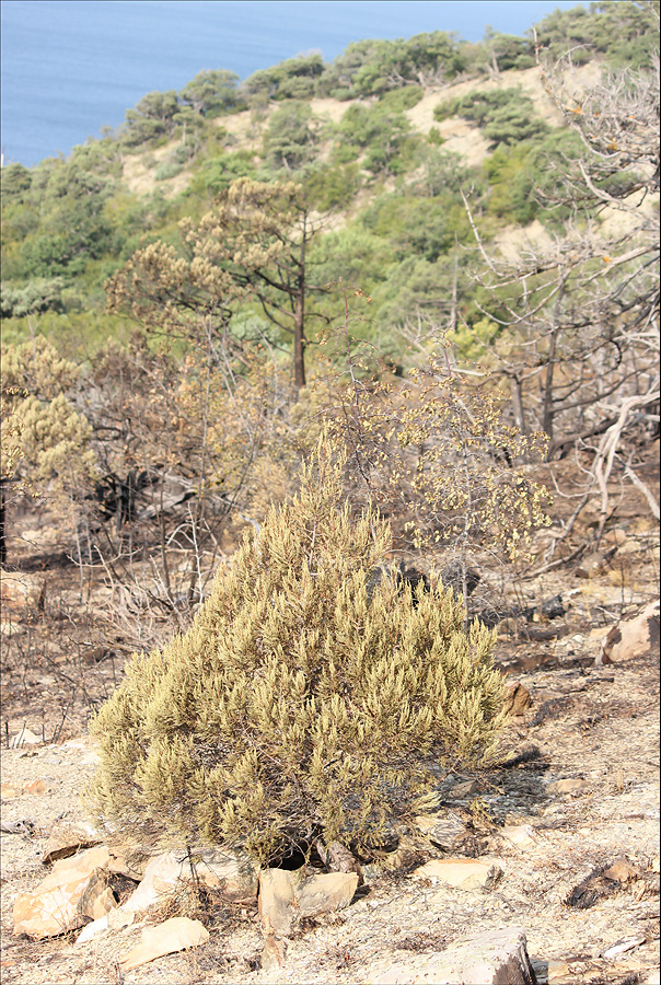 Изображение особи Juniperus excelsa.