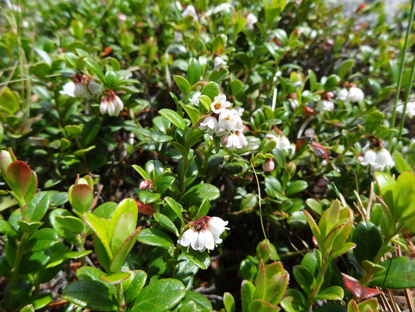 Image of Vaccinium vitis-idaea specimen.