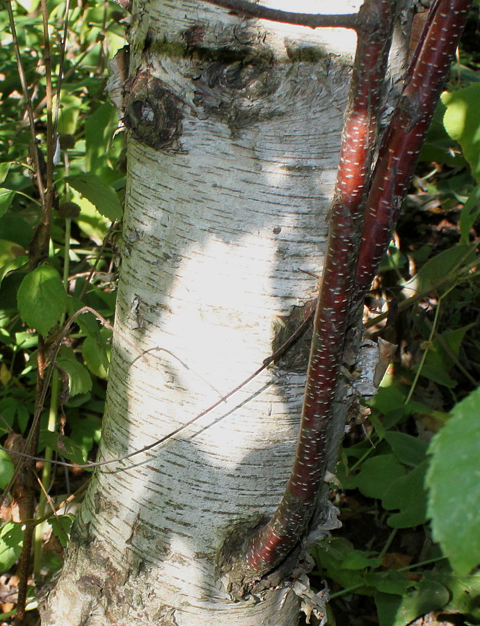 Image of Betula raddeana specimen.