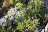 Crithmum maritimum