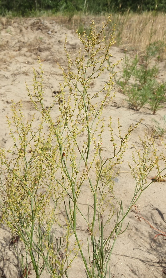 Image of Rumex acetosella specimen.