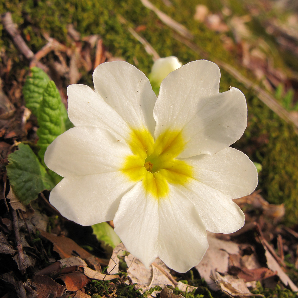 Image of Primula vulgaris specimen.