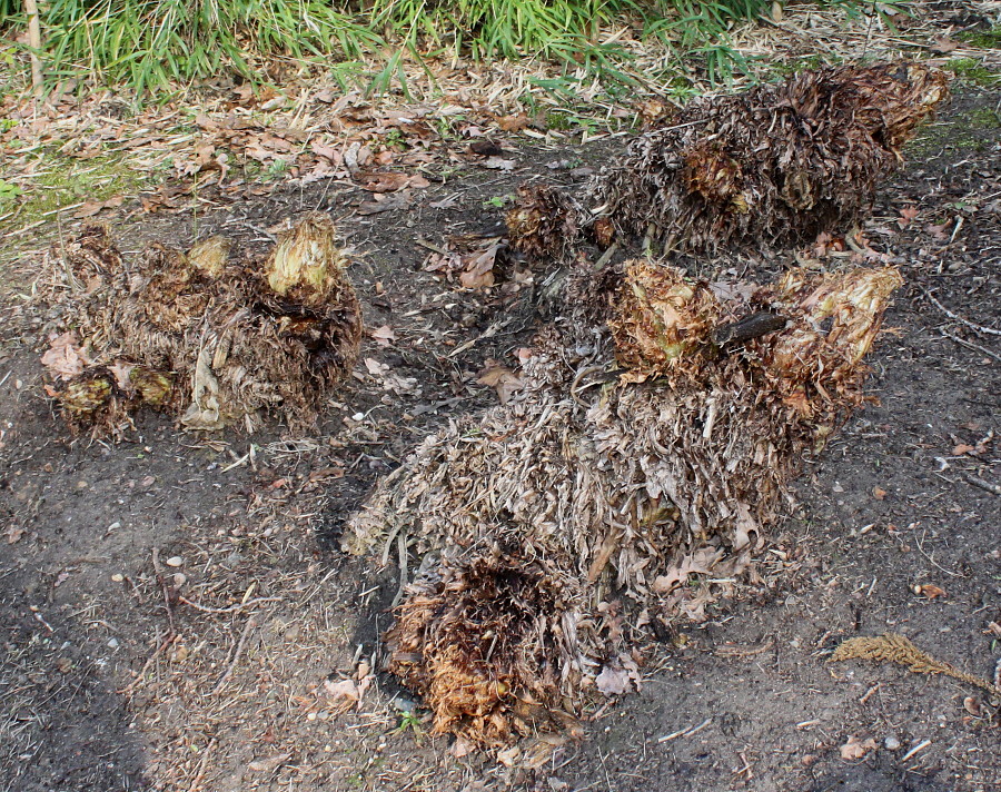 Image of Gunnera tinctoria specimen.