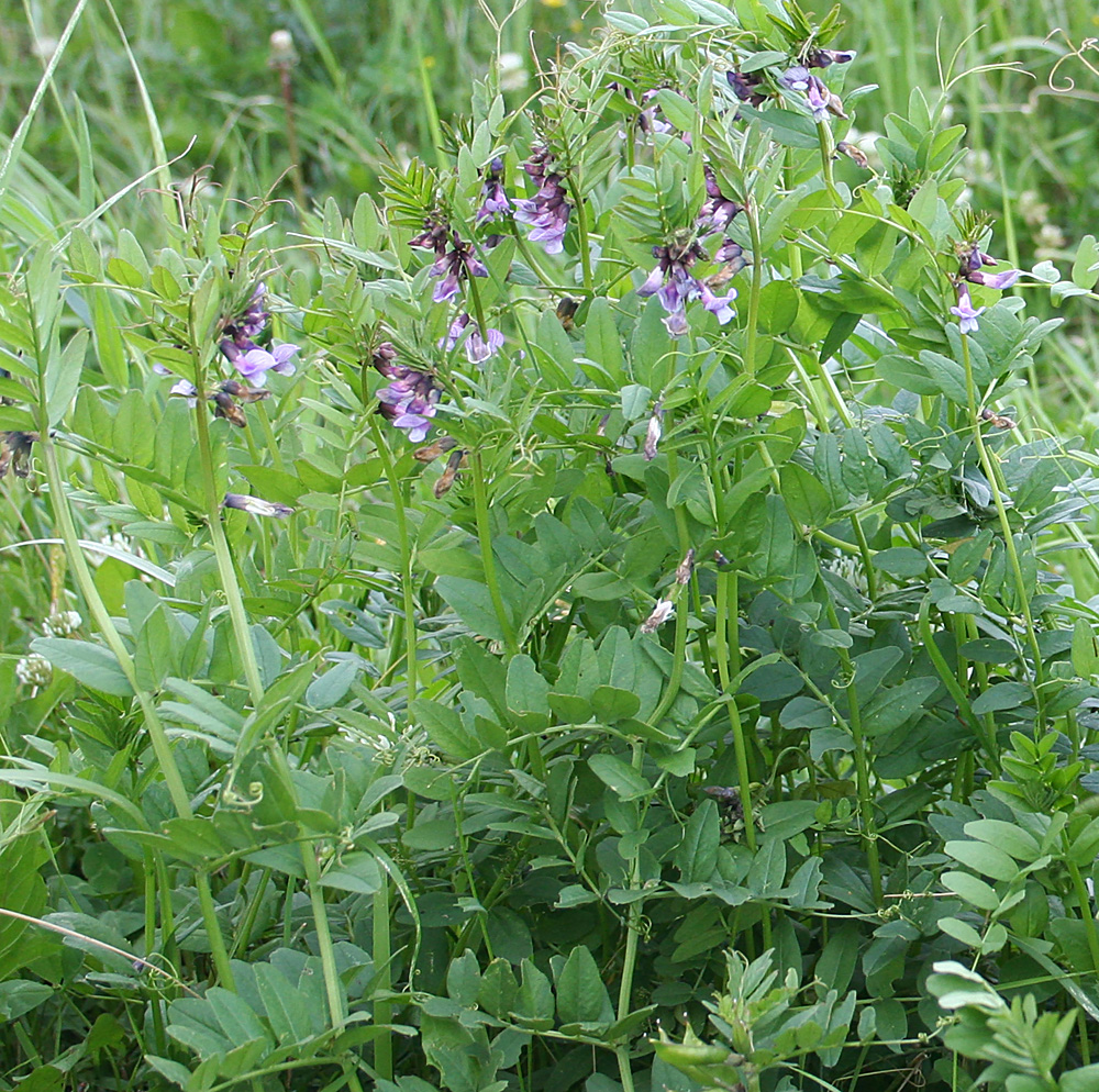 Image of Vicia sepium specimen.