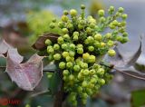 Mahonia aquifolium