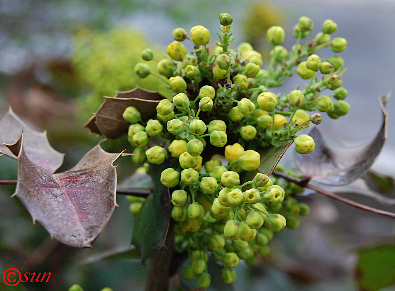 Image of Mahonia aquifolium specimen.