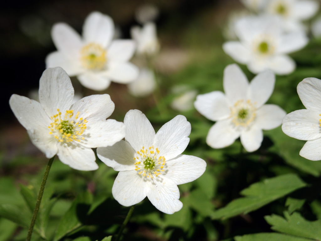 Image of Anemone nemorosa specimen.