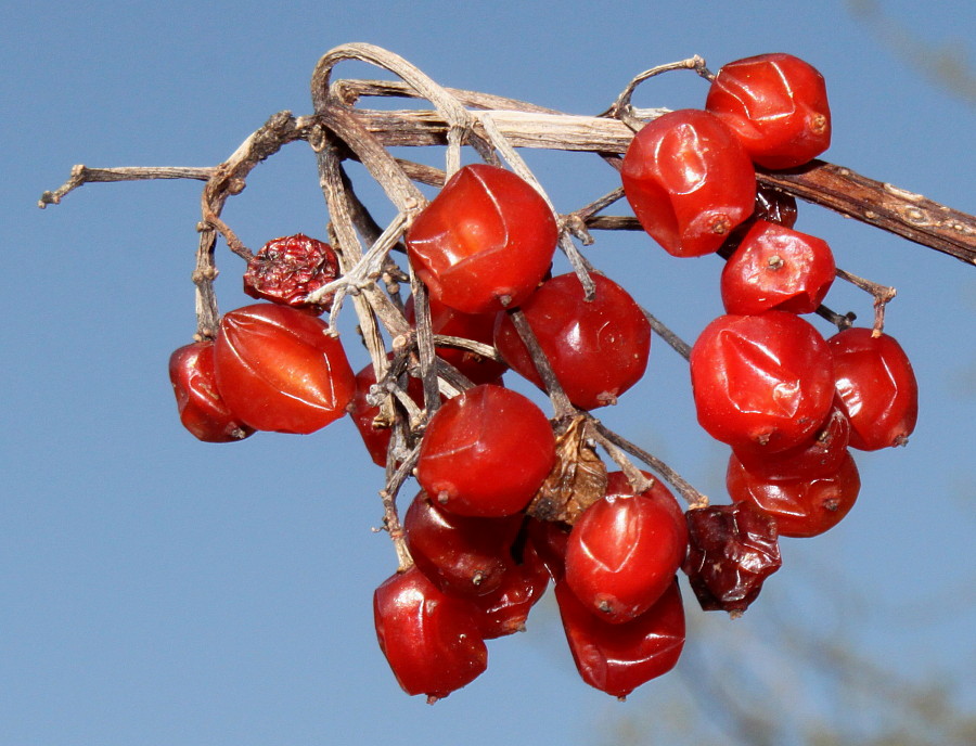 Image of Viburnum opulus specimen.