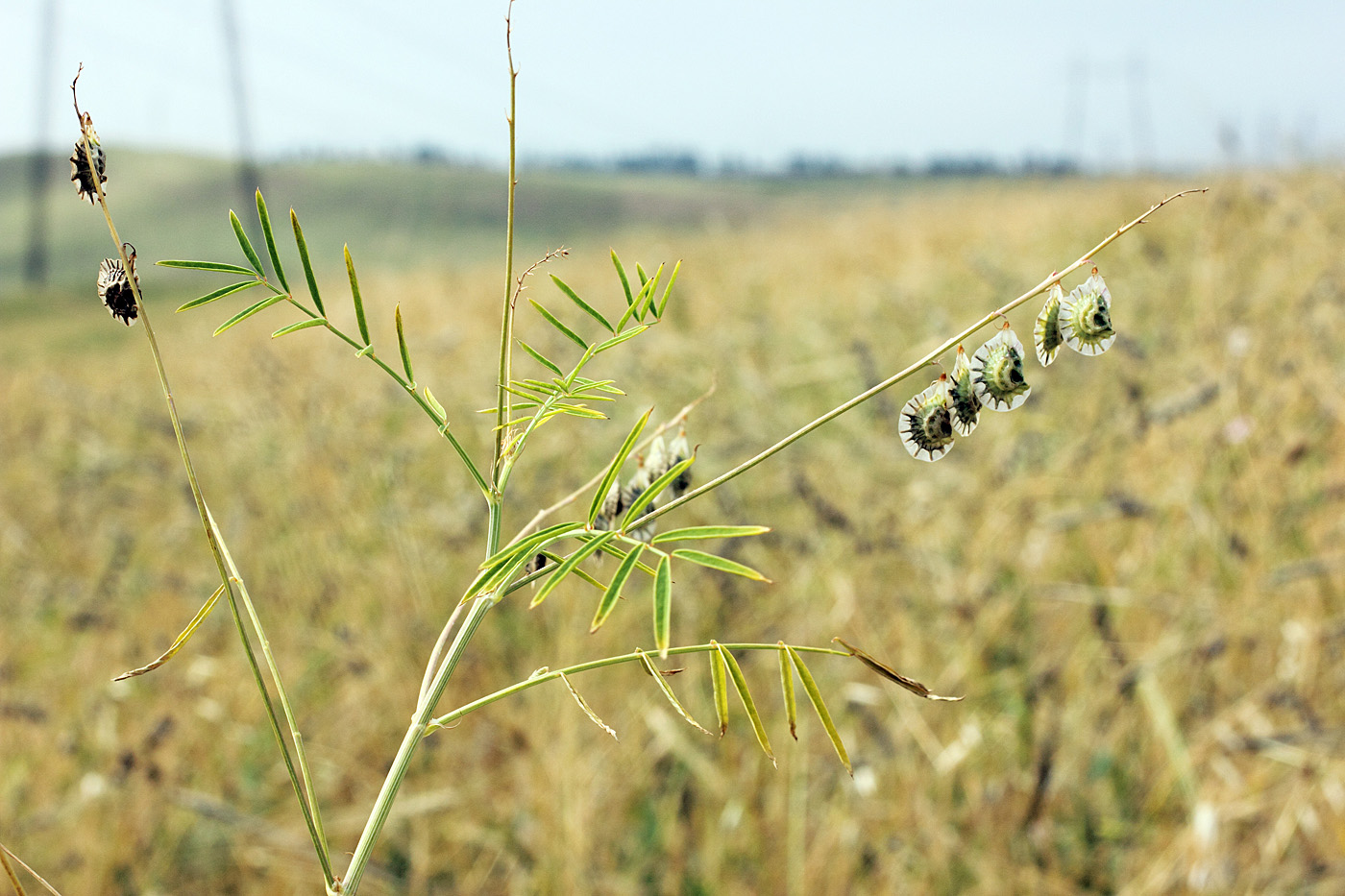 Изображение особи Onobrychis pulchella.