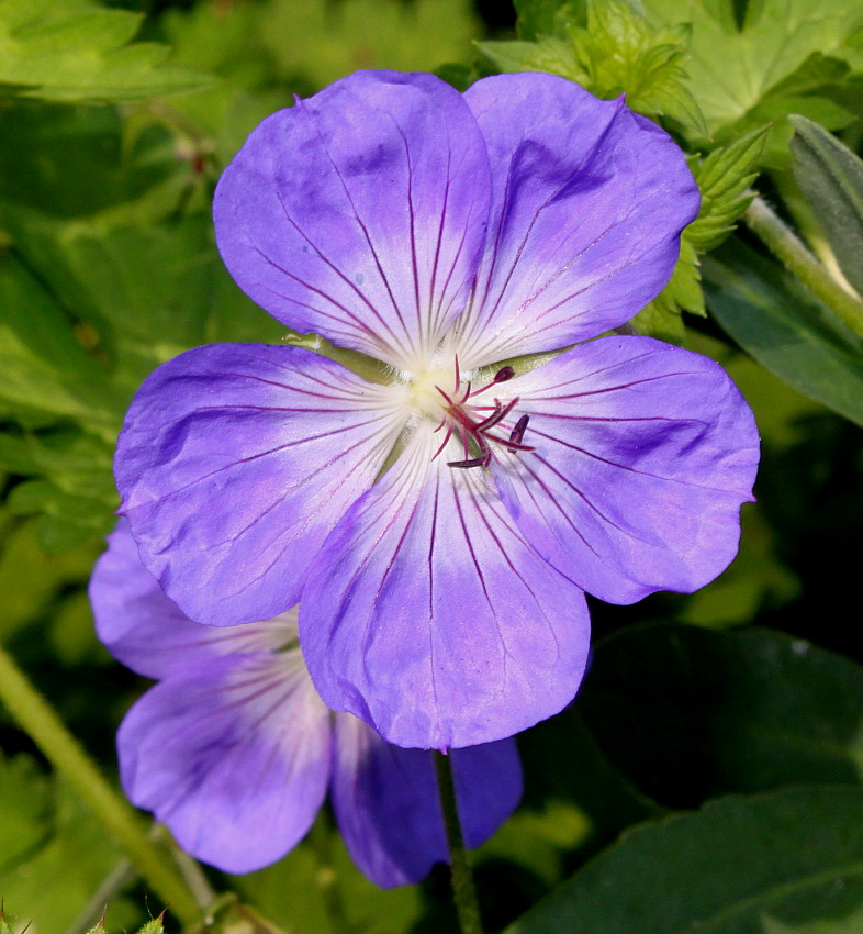 Image of Geranium wallichianum specimen.