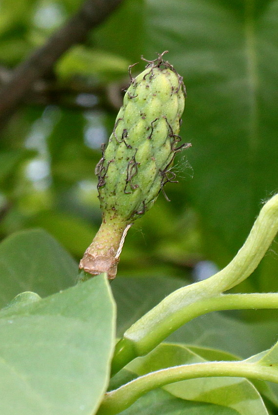 Image of Magnolia acuminata specimen.