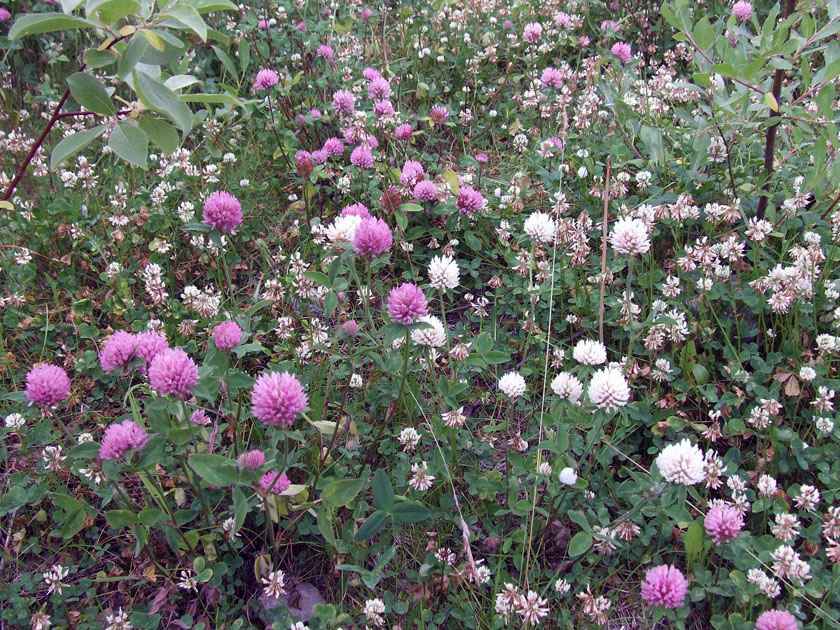 Image of Trifolium pratense specimen.