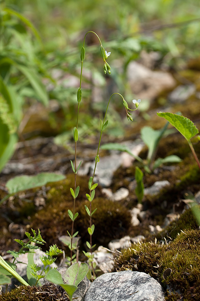 Изображение особи Linum catharticum.