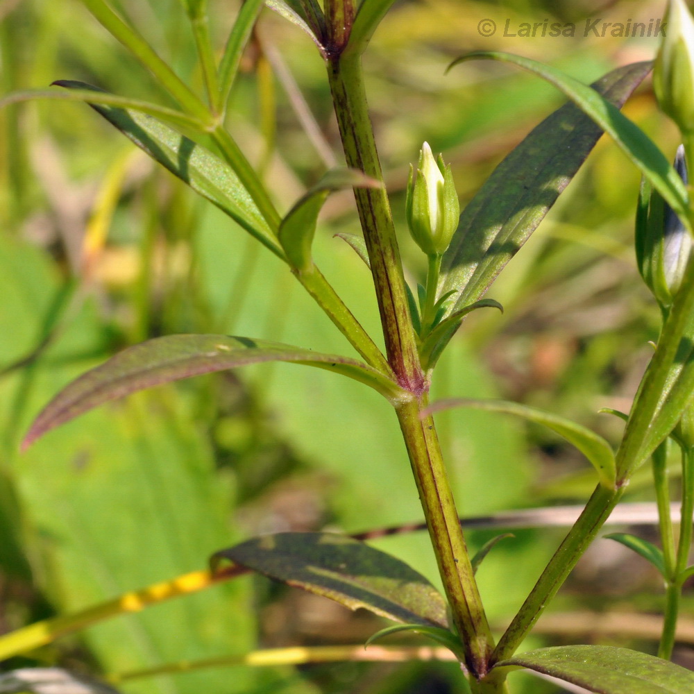 Изображение особи Ophelia pseudochinensis.