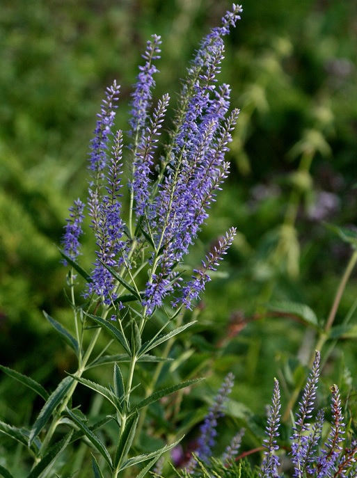 Image of Veronica spuria specimen.