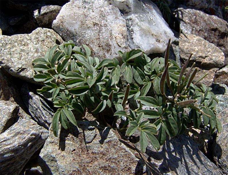 Изображение особи Cardamine bipinnata.