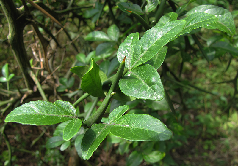 Image of Poncirus trifoliata specimen.