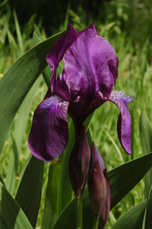 Image of Iris aphylla specimen.