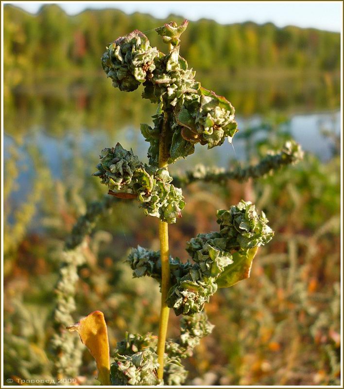 Image of Atriplex tatarica specimen.