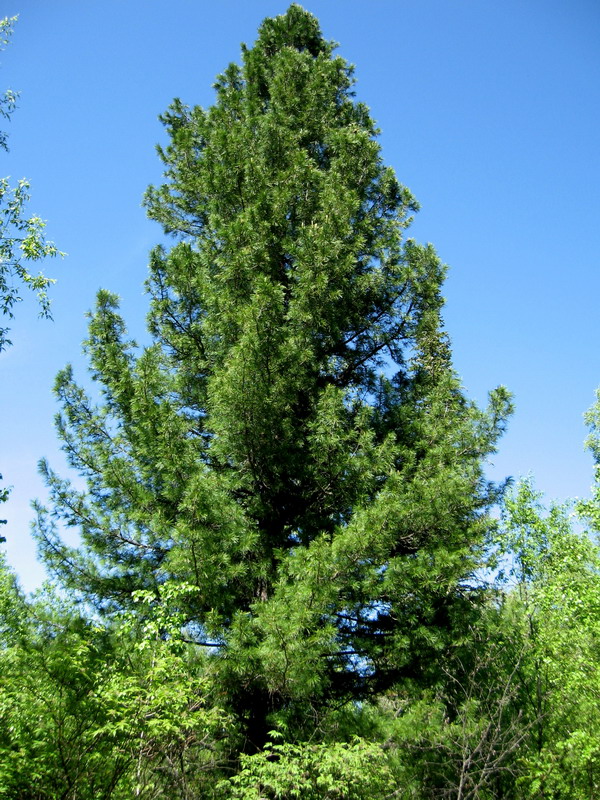 Изображение особи Pinus sibirica.