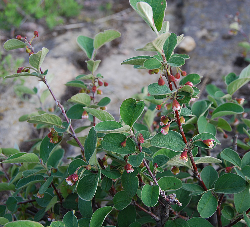 Image of Cotoneaster melanocarpus specimen.