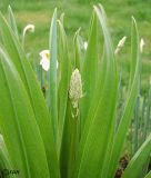 Eremurus robustus